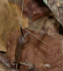 Brachypremna dispellens