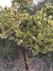 Arctostaphylos catalinae