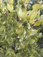 Arctostaphylos catalinae
