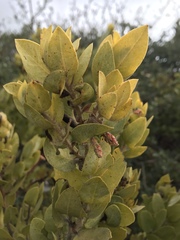 Arctostaphylos catalinae