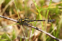 Ophiogomphus anomalus