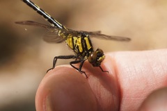 Ophiogomphus anomalus