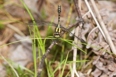 Ophiogomphus anomalus