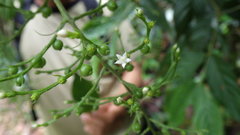 Bertiera