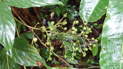 Bertiera