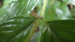 Bertiera