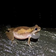 Litoria balatus