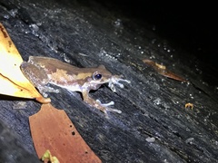 Litoria balatus