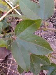 Passiflora tripartita mollissima