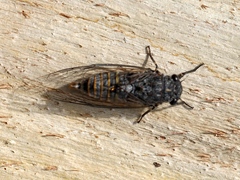 Atrapsalta furcilla