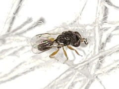 Neorileya ashmeadi