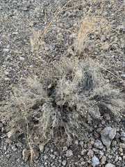 Pleurocoronis pluriseta