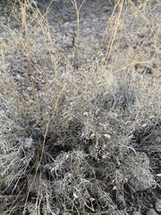 Pleurocoronis pluriseta