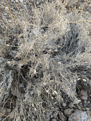 Pleurocoronis pluriseta