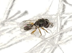 Neorileya ashmeadi