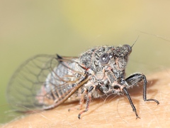 Atrapsalta furcilla