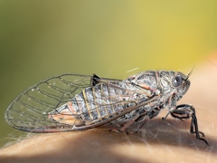 Atrapsalta furcilla