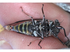 Atrapsalta furcilla