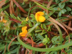 Pultenaea maritima