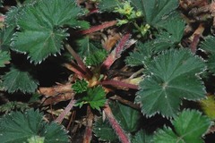 Alchemilla pectinata