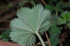 Alchemilla pectinata