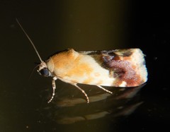 Acontia detrita