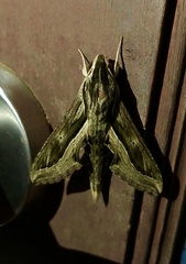 Hippotion velox