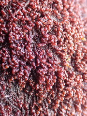 Andreaea nivalis