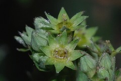 Alchemilla pectinata