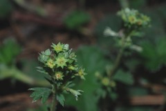 Alchemilla pectinata