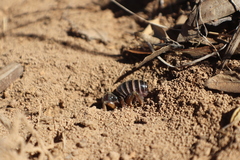 Ammopelmatus longispinus