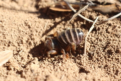 Ammopelmatus longispinus