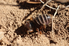 Ammopelmatus longispinus