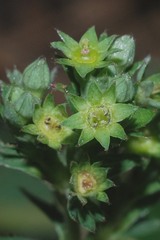 Alchemilla pectinata