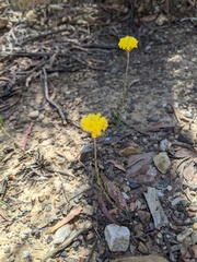 Leptorhynchos nitidulus