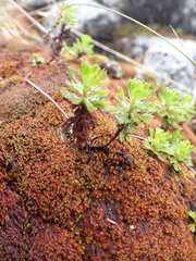 Andreaea nivalis