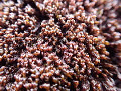 Andreaea nivalis