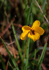 Viola pedunculata pedunculata