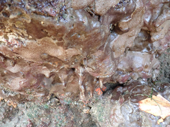 Eudistoma psammion