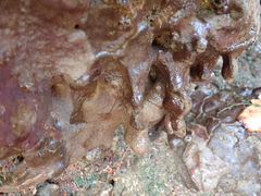 Eudistoma psammion