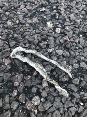 Arizona elegans elegans