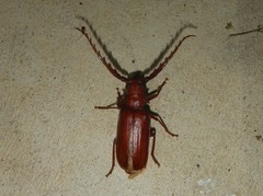 Bifidoprionus rufus