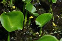 Utricularia geminiscapa