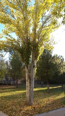 Populus alba