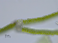 Fissidens bushii