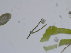 Fissidens bushii