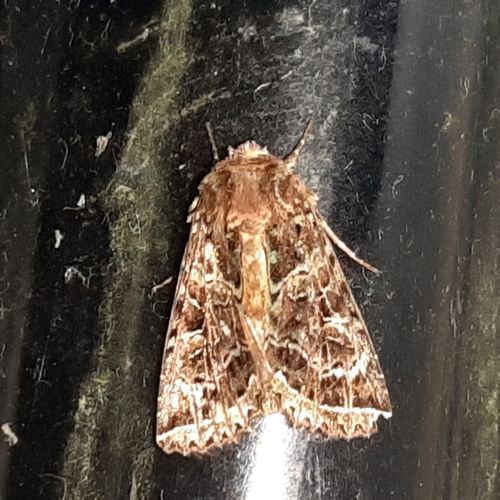 Heterochroma beryllus