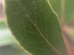 Arctostaphylos × media