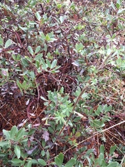 Arctostaphylos × media