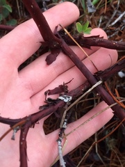 Arctostaphylos × media